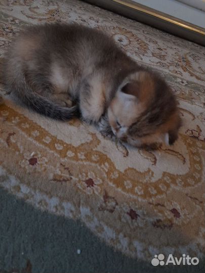 Котята золотая шиншилла