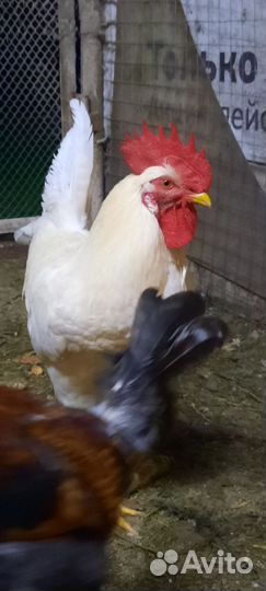 Петухи молодые