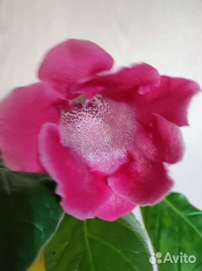 Глоксинии, Тидеи