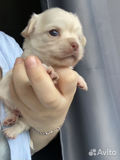 Щенки чихуахуа