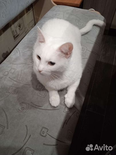 Обычная кошечка