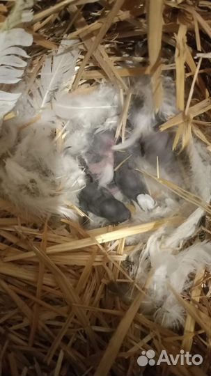 Декоративные кролики