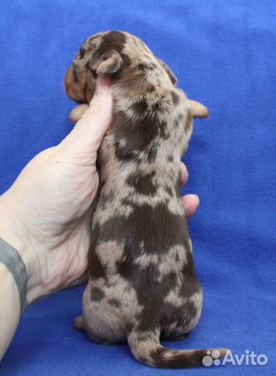 Такса жесткошерстная. кроличья. Мальчишки. РКФ