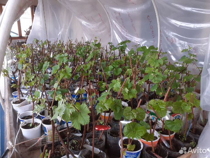 Псковский виноград. Саженцы