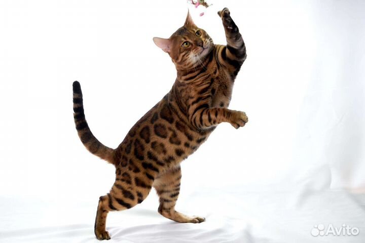 Бенгальский кот вязка