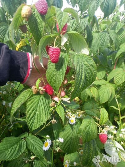 Малина ягоды