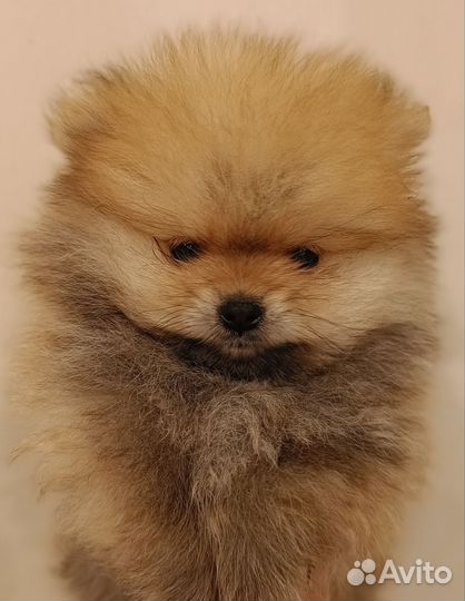 Малыши шпицы