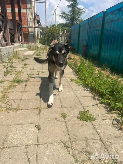 Собачка в добрые руки