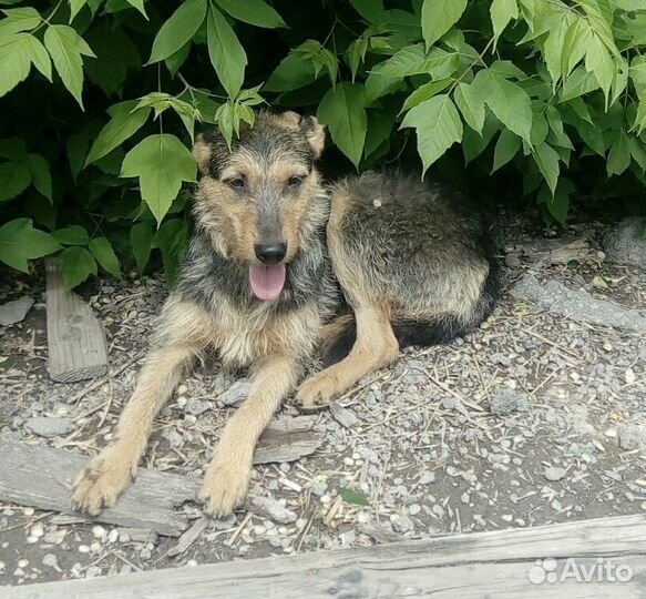 Кира ищет дом