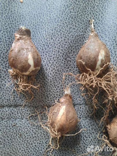 Подснежники луковицы