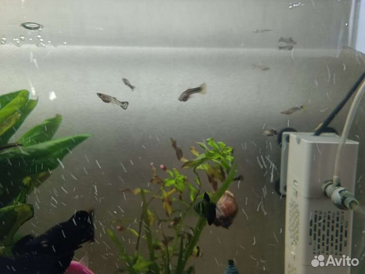 Подростки гуппи