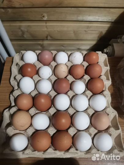 Продам яйца, и петухов