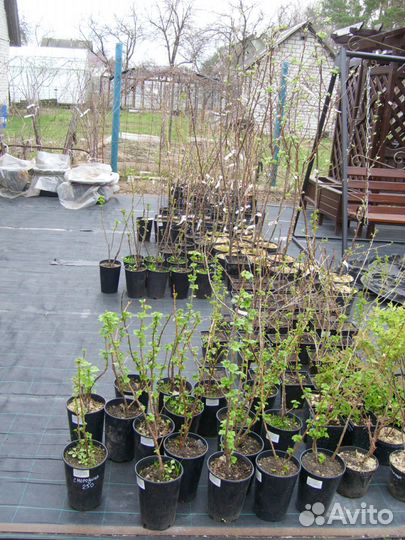 Саженцы плодовых и декоративных растений