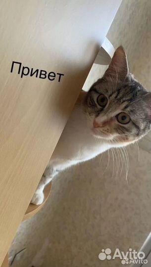 Трехцветная кошечка