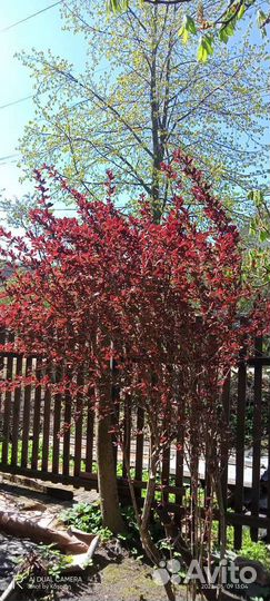 Барбарис, гортензия, жимолость