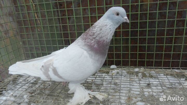 Бойные голуби