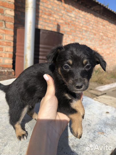 Щенок в добрые руки