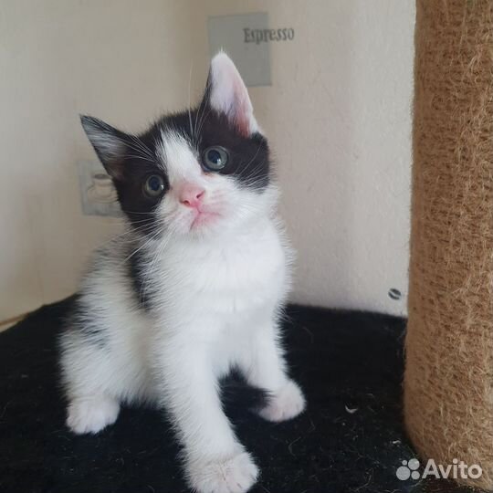 Котята от бомбейской кошки