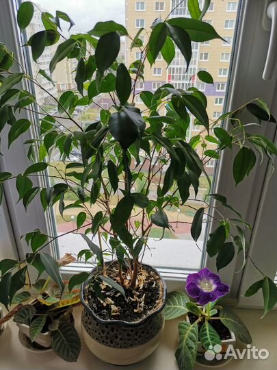 Фикус бенджамина