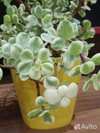 Портулакария афра