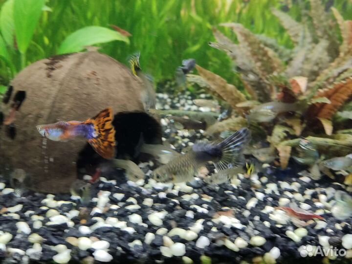 Растения для аквариума