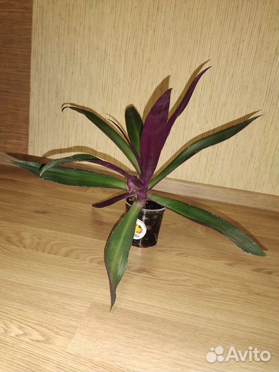 Цветок Рэо пёстрая