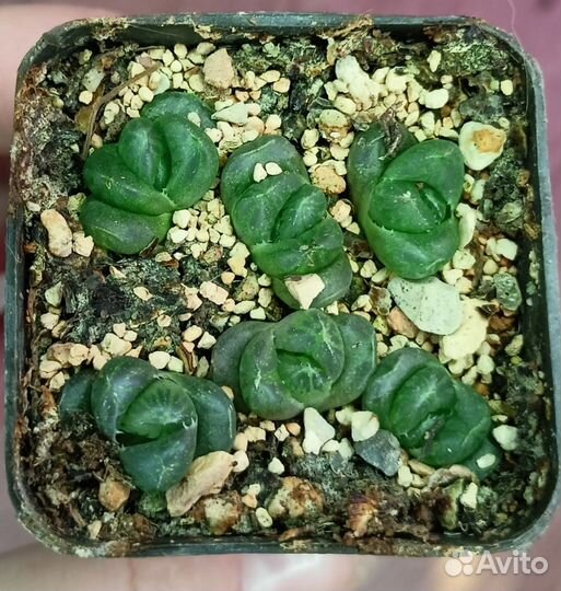 Суккуленты разные