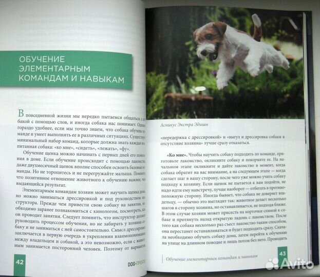 Джек Рассел терьер. 2021г