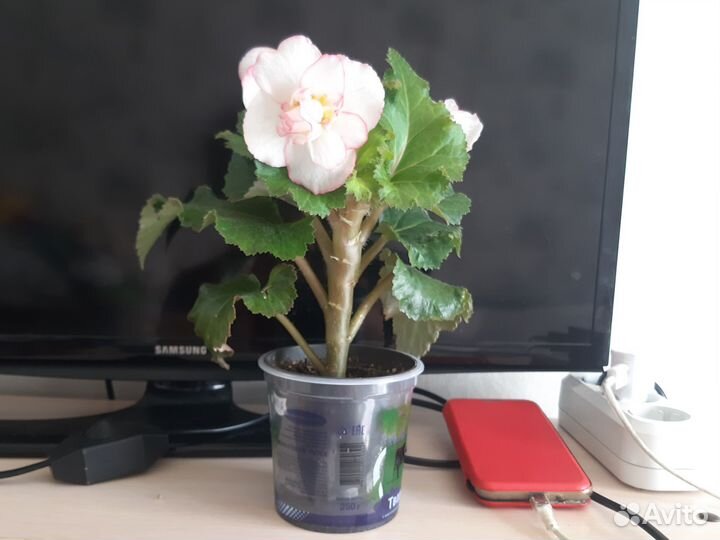 Бегония клубная Шанель