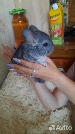Шиншилла