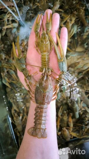 Дикий рак Живой Вареный