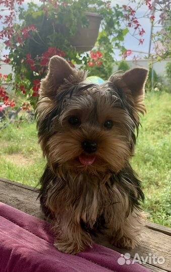 Йокширские терьеры с документами РКФ