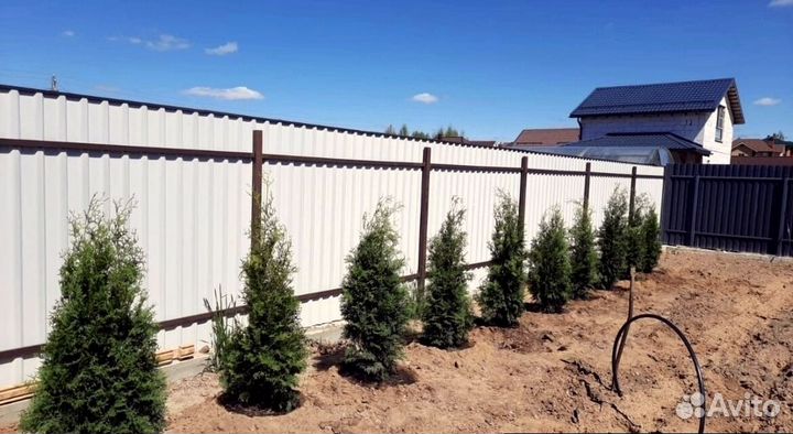 Туя колумна