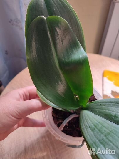 Орхидея фаленопсис Пират Пикоти