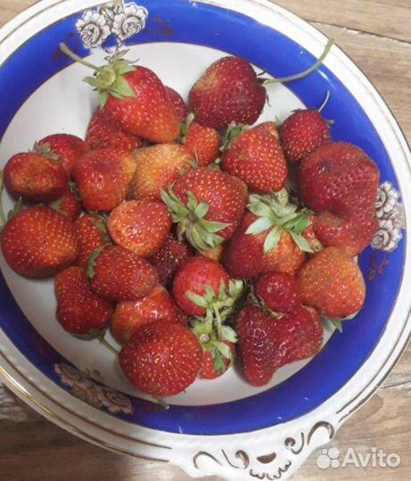 Луковицы тюльпанов и гиацинтов, форзиция. Клубника