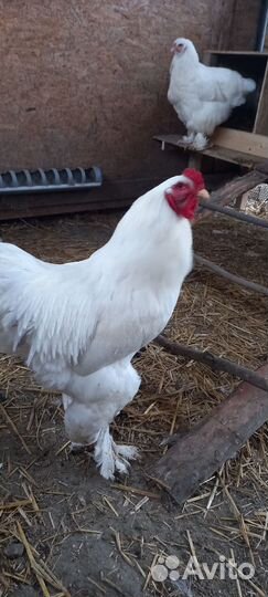 Петухи Брама