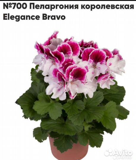 Пеларгония герань королевская