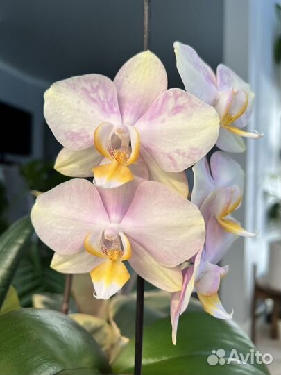Орхидея фаленопсис