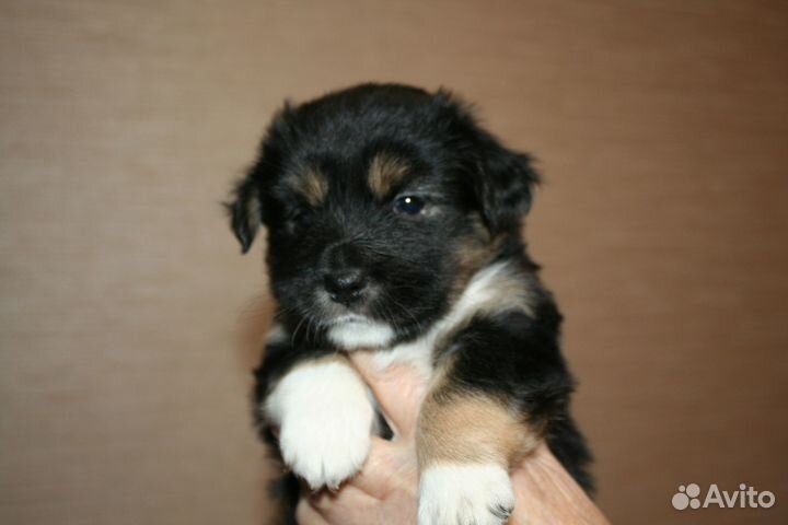 Прикольные милашки