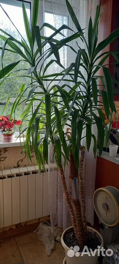 Пальма юкка