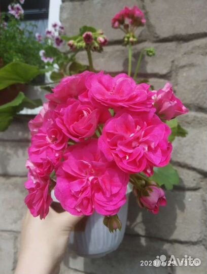 Сортовые пеларгонии(укоренённые черенки)