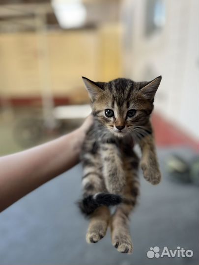 Отдаю в добрые руки котят