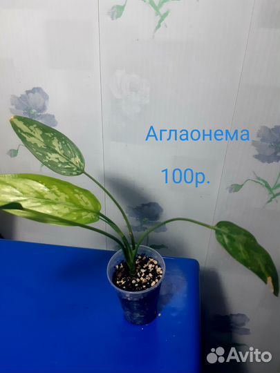 Аглаонема. Комнатные растения. Цветы домашние