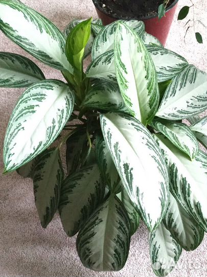 Диффенбахия