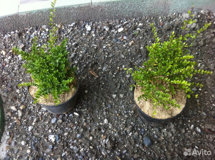 Жимолость шапочная блестящая для бордюров