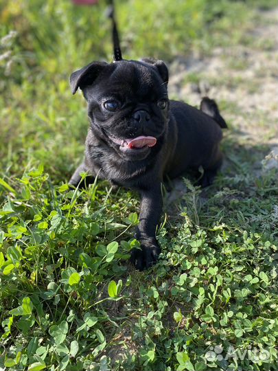 Щенок мопса девочка