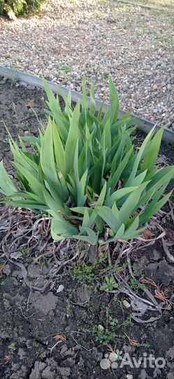 Цветы ирисы