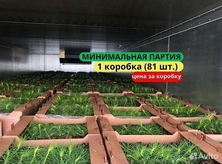 Саженцы сосны обыкновенной зкс