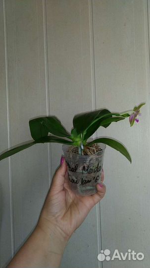 Орхидея Meidarland Kaiulani цветет