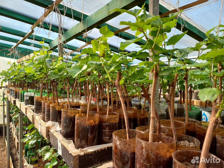 Саженцы винограда